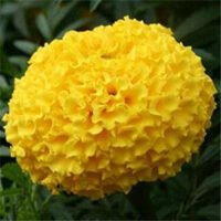 Fortune Yellow Ball Marigold