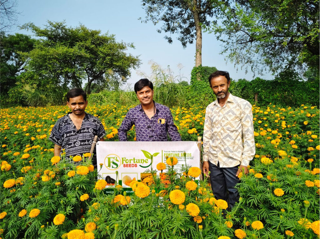 People in Marigold Fields