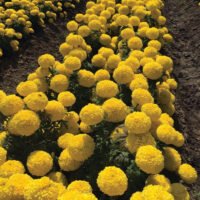 Prince Yellow Marigold