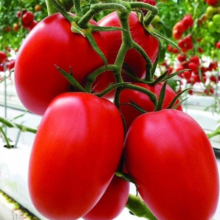 Fortune Seeds Ahmedabad